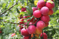 Plum Tree Seeds - 10 Seeds of Prunus Americana - American Plum - Non-GMO, Made in USA, Ships Fast