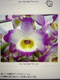 Orchid Plant - 1 Rooted Stem - Dendrobium Holy Night First Love - Exotic Flowering Houseplant