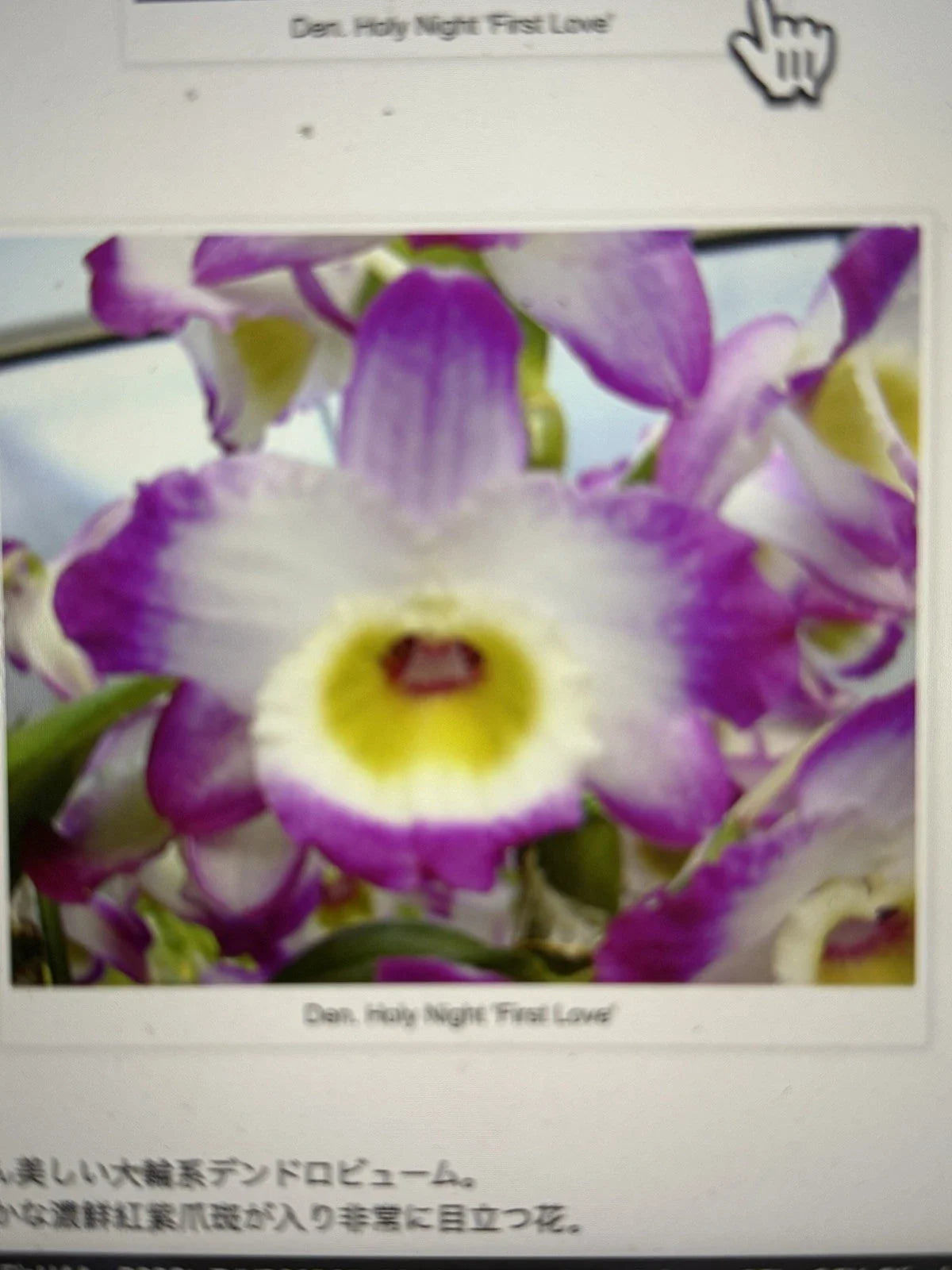 Orchid Plant - 1 Rooted Stem - Dendrobium Holy Night First Love - Exotic Flowering Houseplant