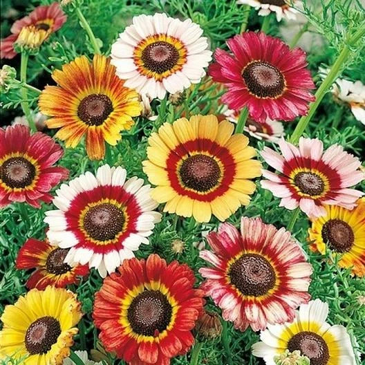 Painted Daisy Seeds - Mixed Colors - Perennial Non-GMO - Ideal for Pollinators & Butterflies - 200 Count