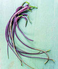 Dragon's Tail Radish Seeds - 500+ Count - Organic Garden Variety - Raphanus sativus