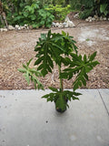 Large 40" Red Lady Papaya Tree Live Plant - Fast Fruit, Food Forest, Carica papaya - Florida Grown