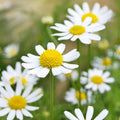 German Chamomile Seeds - NON-GMO Herbal Tea - Scented Mayweed (Matricaria chamomilla) - Free Shipping