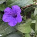 Mexican Petunia Live Plants 6" to 8" Rare Ruellia Tuberosa Bare Roots Exotic Garden Flowers