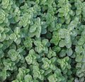 Greek Oregano Seeds 1000++ Count | Aromatic Herb, Attracts Butterflies - Origanum vulgare