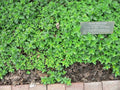 1400 Seeds Marjoram Herb - Fragrant Heirloom Variety (Origanum majorana) - GroCo USA
