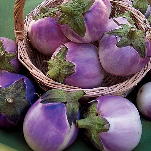Round Mauve Eggplant Seeds 50+ Non-GMO Solanum Melongena Vegetable, USA, Free Shipping