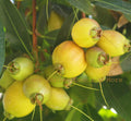 Golden Rose Apple Seedling Plant - Syzygium Jambos - Tropical Big Fruit Variety - Rooted Tree