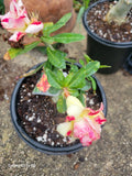 Triple Flowered Desert Rose Adenium obesum 3-5" Branching Plant in 1 Gallon Pot - Rare Variety