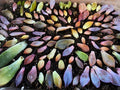 Assorted Succulent Leaves for Propagation - Variety Pack - Ideal for Planting - Free Shipping