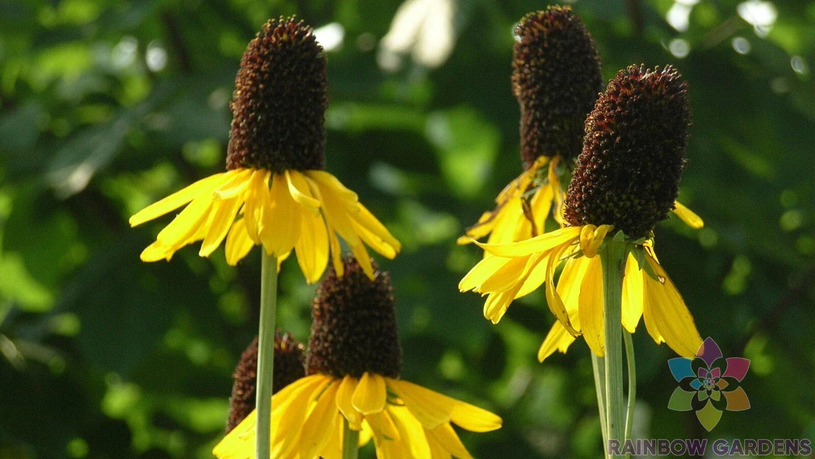 Giant Coneflower Seeds - 200+ Premium Rudbeckia Seeds for Garden Planting - USA Grown