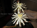 Peniocereus greggii RARE Succulent Plants - 6 Pups - Unique Cactus Variety for Collectors