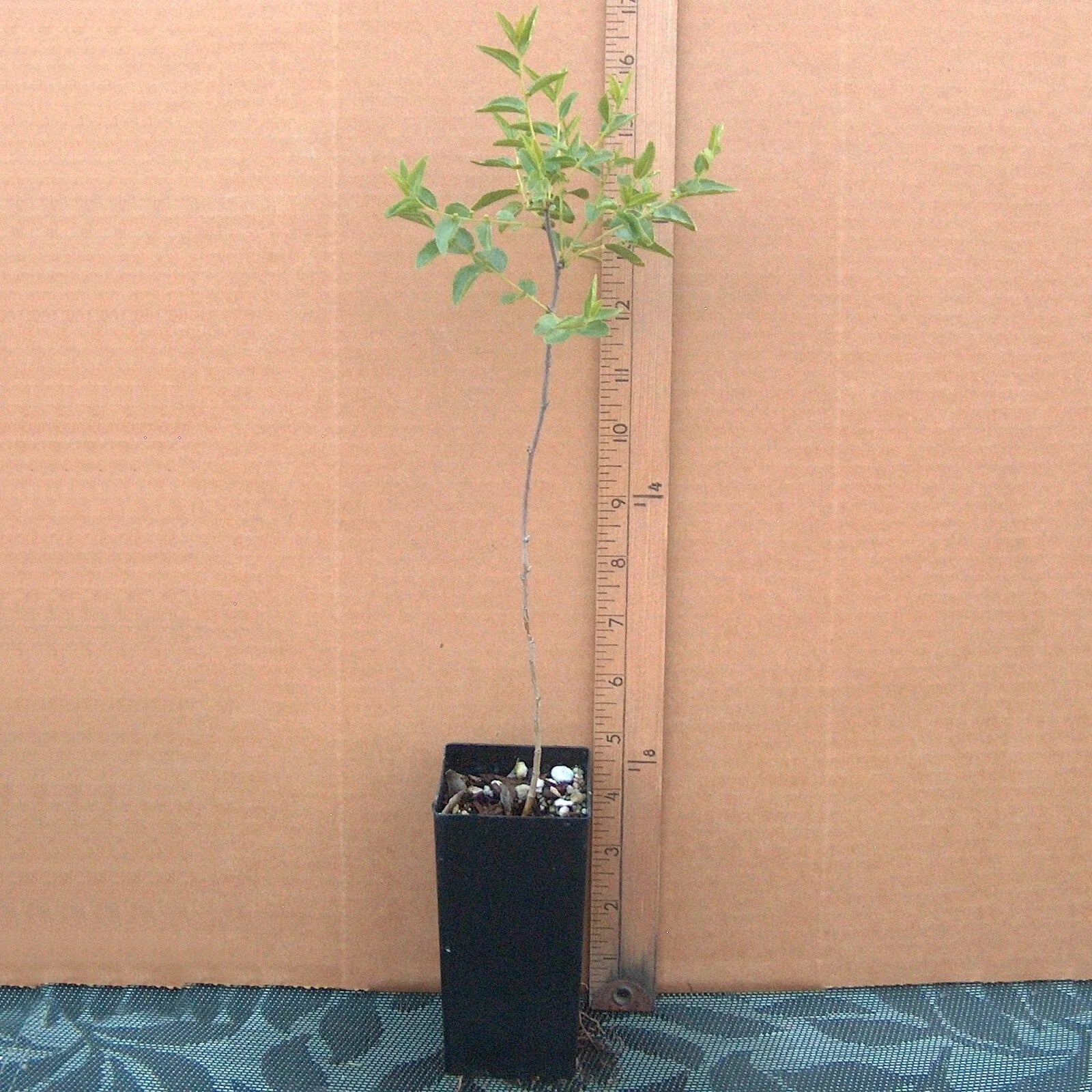 Sour Jujube Rootstock Small Mature Tree Plant for Grafting - Ziziphus jujuba, Ideal for Fruit Production
