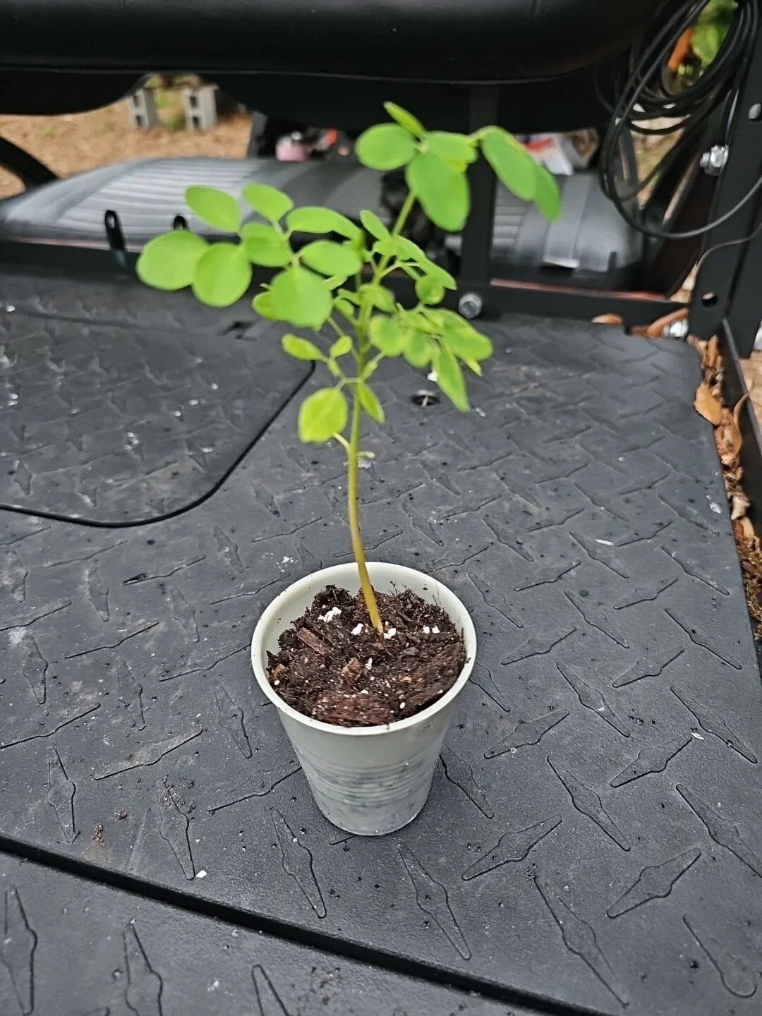 Moringa Live Plant 8" + Tree of Life + Moringa Oleifera + 2 Seeds - No TX CA Shipping