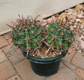 Live Rooted Double Headed Ferocactus Herrerae Twisted Barrel Cactus Plant, Unique Succulent for Home Decor and Gardening