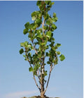 Love Bonsai Tree Cutting - Small Indoor Plant - Ficus Microcarpa - Perfect for Home Decor and Gifts