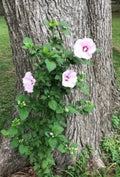 Rose of Sharon Hibiscus Live Plant Roots - 12 Starter Bushes for Fast Growth - Hibiscus syriacus