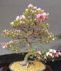 Japanese Cherry Blossom Bonsai Seeds - 10 Flowering Sakura Seeds - Prunus serrulata, Indoor Gardening, Planting Supplies