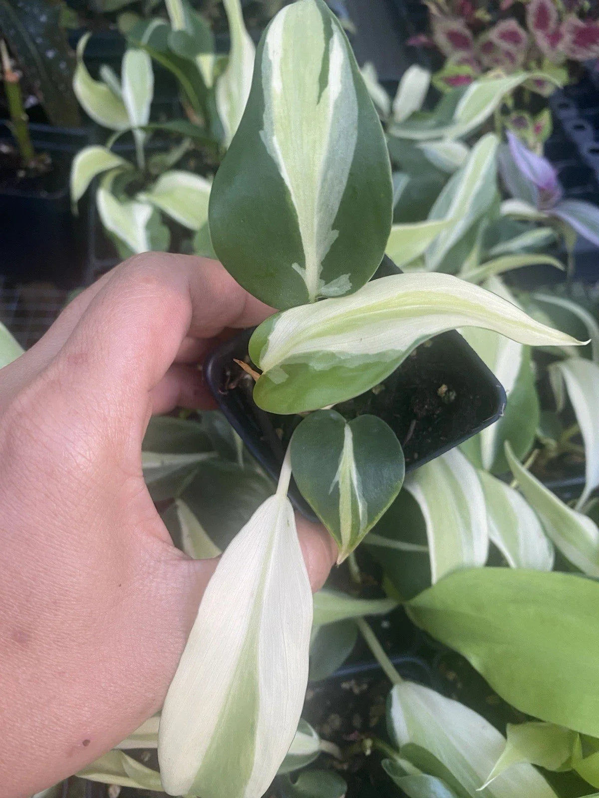 Philodendron Silver Stripe Live Houseplant in 2 Inch Pot | Philodendron 'Silver Stripe' Rooted Plant