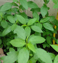 Egyptian Spinach Seeds - 200+ Seeds, Saluyot Jute, Molokhia (Corchorus olitorius) - Heirloom Vegetable Garden Seeds