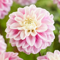 Fluffles Dahlia Seeds - 25 Flowering Bloom Seeds - Perennial Flowers - Ideal for Gardens - 1112 US Seller
