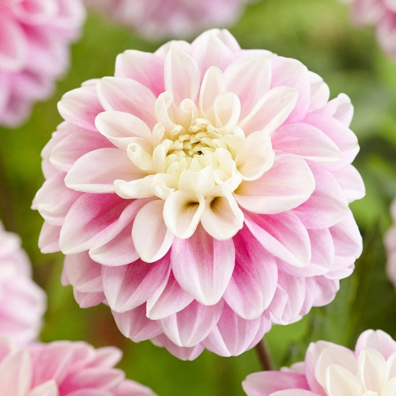 Fluffles Dahlia Seeds - 25 Flowering Bloom Seeds - Perennial Flowers - Ideal for Gardens - 1112 US Seller