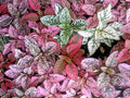 Polkadot Plant Seeds Mix - Hypoestes Phyllostachya - 25 Seeds for Colorful Indoor Gardens
