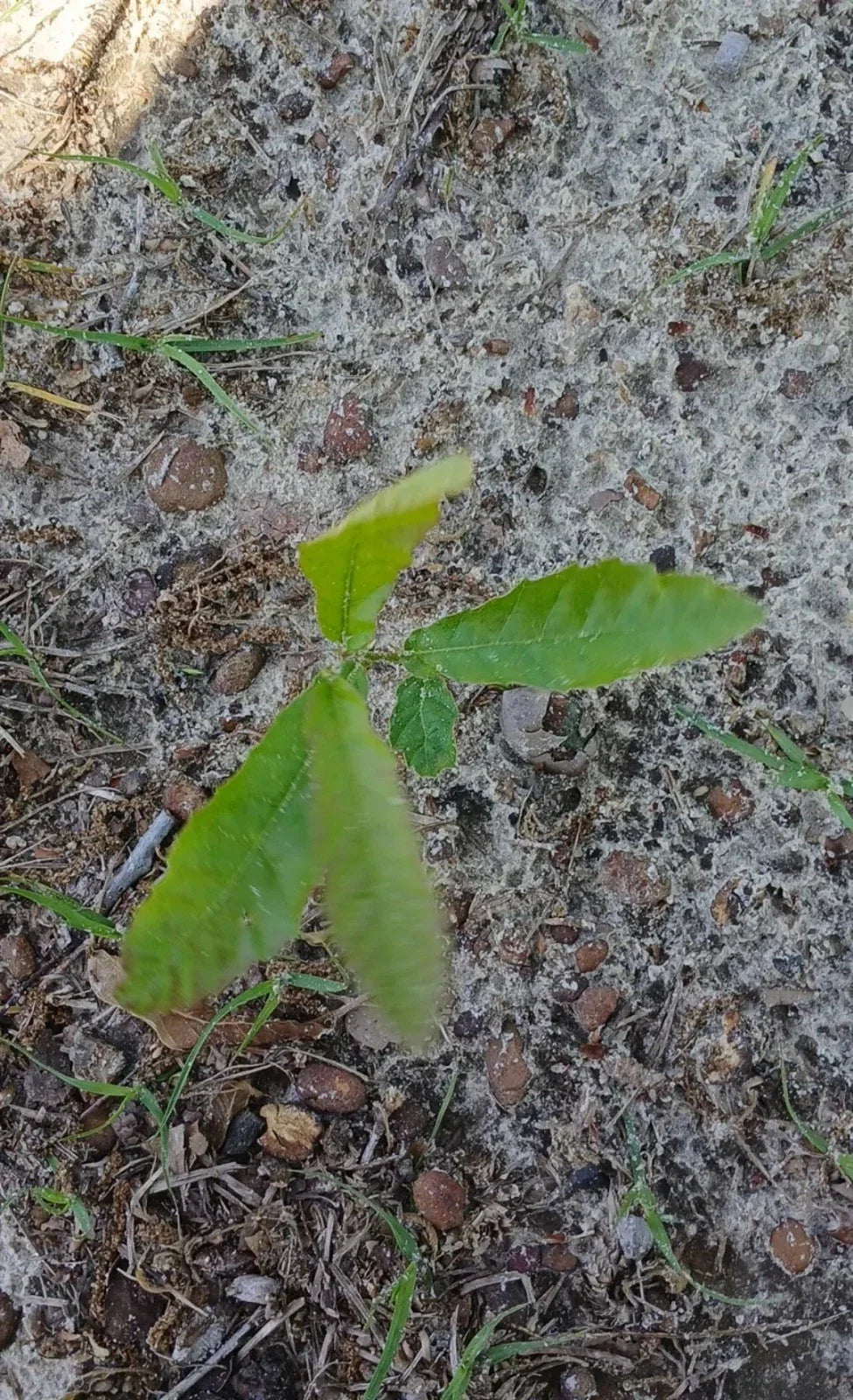 Sawtooth Oak Seedlings 5-Pack Fast-Growing Quercus acutissima Live Plants