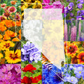 Wildflower Seed Mix 1/2 Pound Northern Nevada Blend Covers 1,600 sq ft - Ideal for Eco-Friendly Gardens and Pollinator Habitats