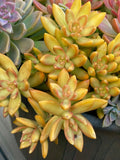 Rare Succulent Cutting 2-Inch Sedum Nussbaumerianum Orange Delight Live Plant