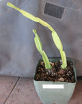 Rhipsalis paradoxa Cuttings - 2 Rooted Succulent Plants - Cactus Variety - Tropical Indoor Plant