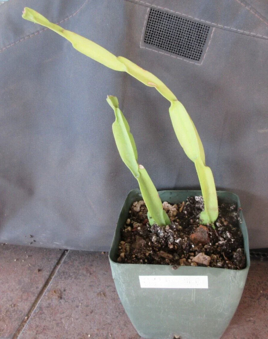 Rhipsalis paradoxa Cuttings - 2 Rooted Succulent Plants - Cactus Variety - Tropical Indoor Plant