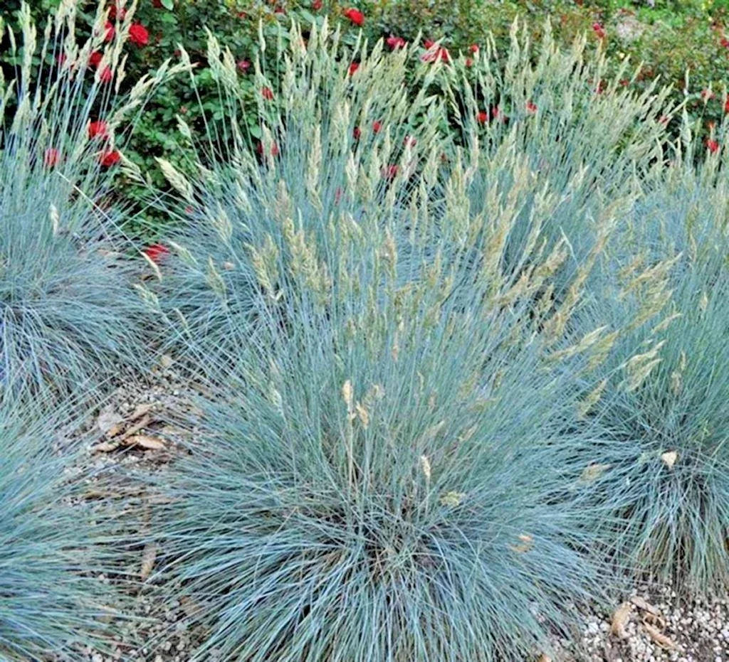 Blue Fescue Grass Seeds - Clumping Ornamental Variety - Drought Tolerant, Low Maintenance (Festuca glauca)