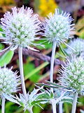 White Sea Holly Seeds, 100 Count, Eryngium, White Flowers, Drought-Tolerant Perennial, Maries Green Garden