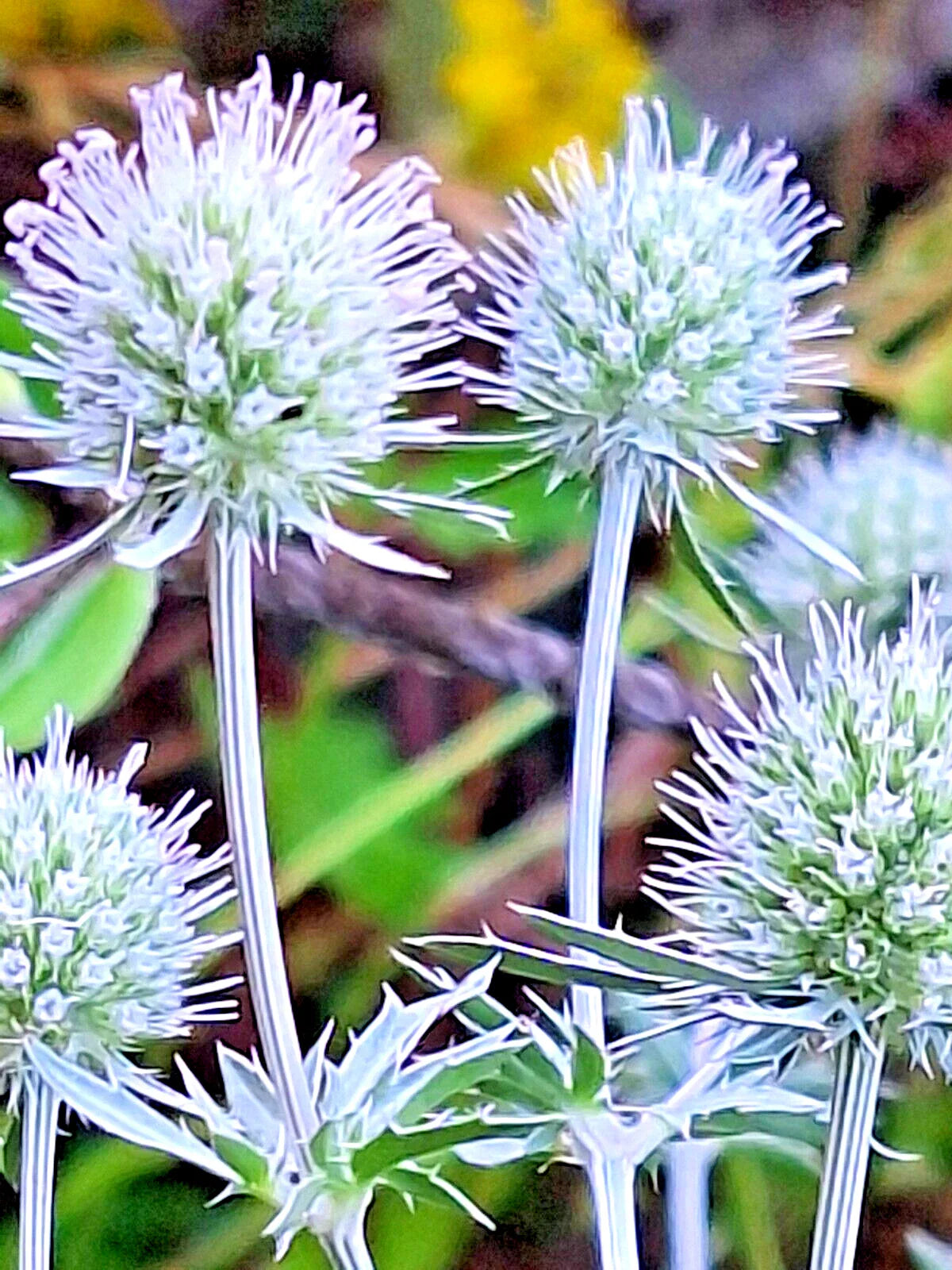 White Sea Holly Seeds, 100 Count, Eryngium, White Flowers, Drought-Tolerant Perennial, Maries Green Garden