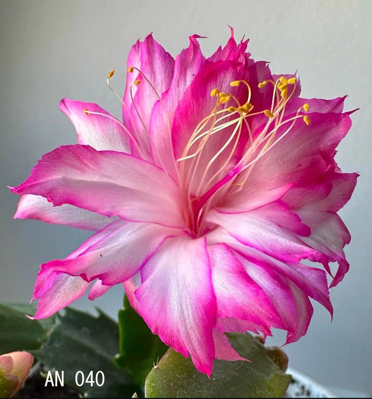 Schlumbergera Rooted Segments - Christmas Cactus Plant Cuttings - AN 040 - Indoor Houseplant