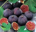 Olympian Fig Starter Plant - Live Well Rooted - Ficus carica - Edible Fig Tree for Garden or Indoor Use