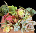 Succulent Cuttings Box 20+ pcs Mixed Selection Assorted Varieties Echeveria, Sedum, Crassula