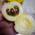 Loquat Scions for Grafting - Vista White Variety, 3 Cuttings - Sweet Loquat (Eriobotrya japonica)