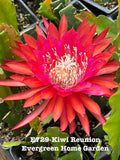 Epiphyllum Orchid Cactus Plant 4" Starter Pot Kiwi Reunion (Epiphyllum spp.)