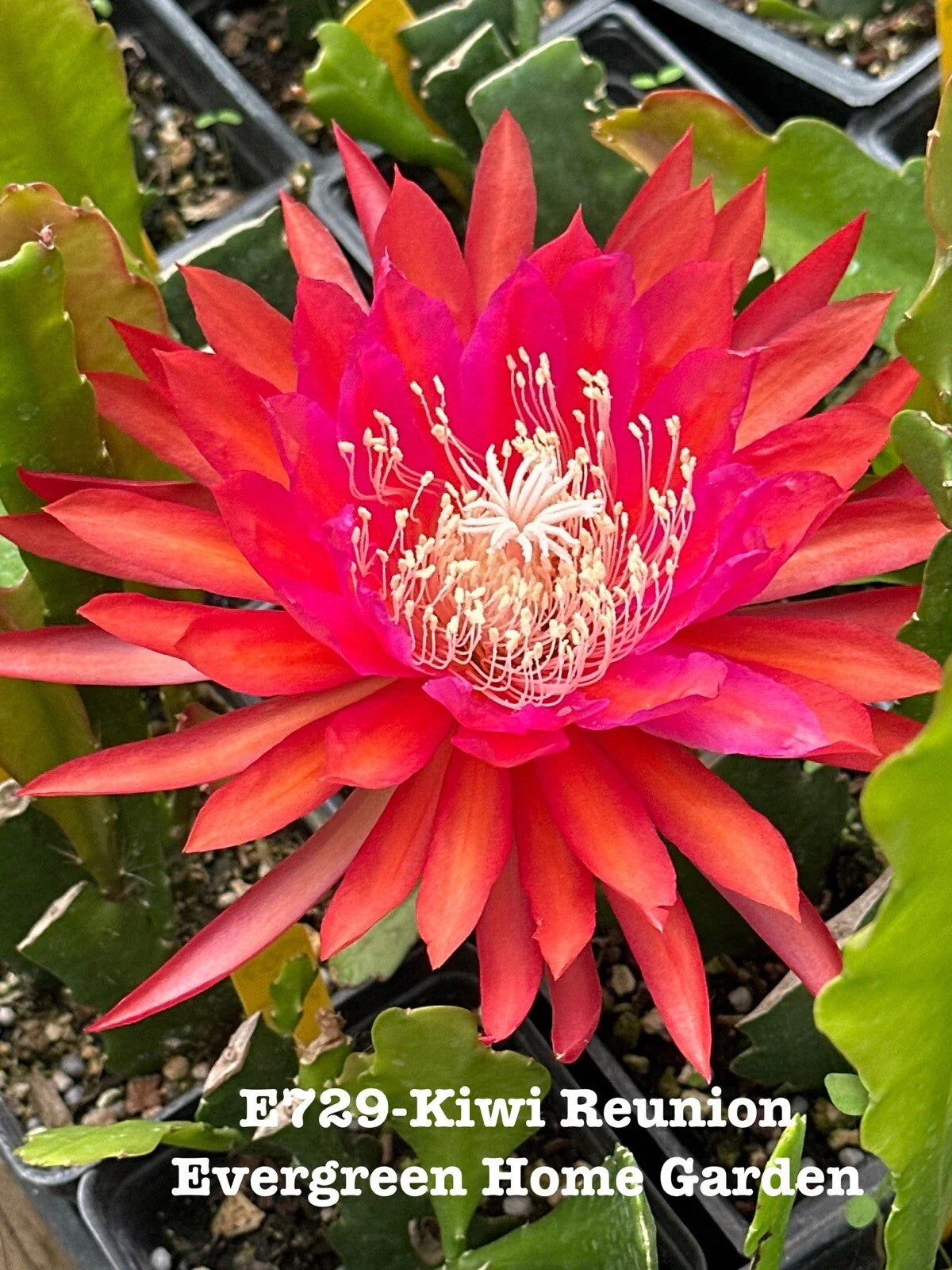 Epiphyllum Orchid Cactus Plant 4" Starter Pot Kiwi Reunion (Epiphyllum spp.)