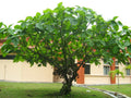 Elephant Ear Fig Tree Seeds - Organic 10 Seeds - Ficus auriculata - Tropical Houseplant Starter