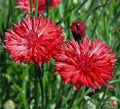 Bachelor Button Seeds, 500 Count, Tall Red Variety, Beautiful Bright Blooms, Centaurea cyanus