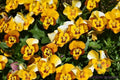 Corina Honeybee Pansy Seeds - 200+ Pack - Viola for Garden - Non-GMO - USA Grown - Free Shipping
