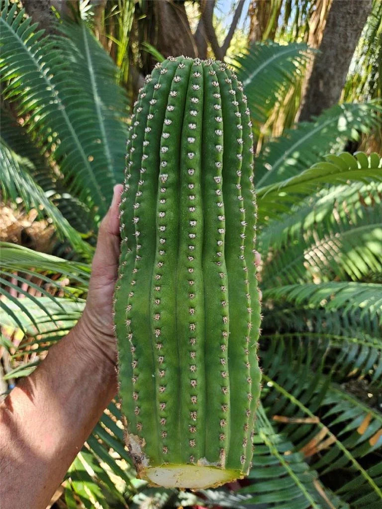 Echinopsis Hybrid Riverside Cutting - Large Unrooted 12x4 Inch, 4 Pound, Cactus Plant, Ideal for Propagation