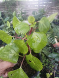 Millonaria Swedish Ivy Plant 4" Pot Crepe Charlie, Plectranthus verticillatus, Planta de Dinero