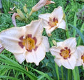 Daylily Bareroot Plant - Hemerocallis 'Gay Cravat', One Mature Fan, Perennial Flowering Plant