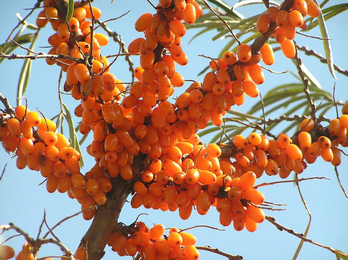 Sea Buckthorn Seeds - 25-500 Count - Hippophae rhamnoides - Nutrient-Rich Seaberry Tree with 9X Vitamin C!