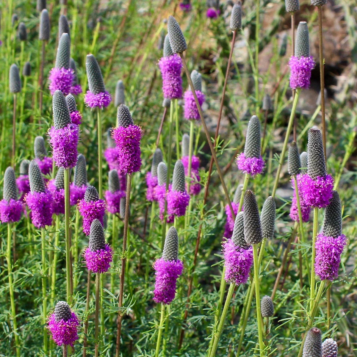 Purple Prairie Clover Wildflower Seeds 1/4 Lb Mylar Packet - Dalea purpurea - Native Plant Seeds by Everwilde Farms