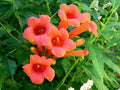 Hummingbird Trumpet Creeper Vine Seeds - 70 Count - Campsis Radicans - Attracts Hummingbirds, Vibrant Flowers